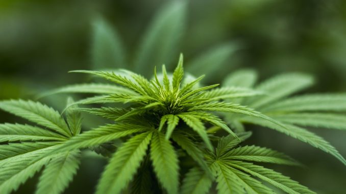 IQWiG bestätigt Zusatznutzen von Cannabis für MS-Patienten