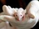 Mäuse-Experiment: Cannabinoide erhöhen Überlebenschance bei Bauchspeichel­drüsenkrebs