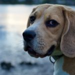 CBD-Öl ist hilfreich gegen Ängste bei Hunden