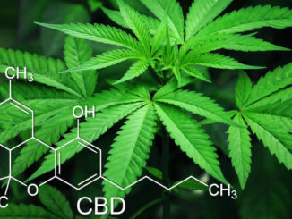 Cannabis oder Cannabidiol (CBD) gegen Corona